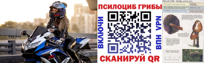 где можно купить   Куртамыш  Галлюциногенные грибы MAGIC MUSHROOMS 